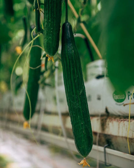 Obrázek Okurka Hugo Skleník Mutěnice